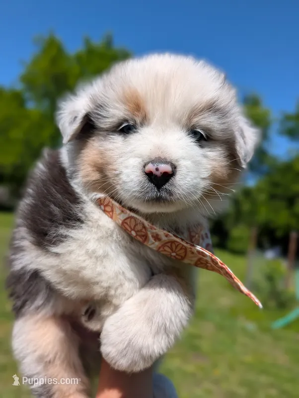 Comet Purple – Australian Shepherd puppy for sale in Sedalia, MO