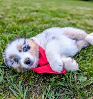 Ollie Light Blue, a male Australian Shepherd for sale in Sedalia, MO – 3 of 10