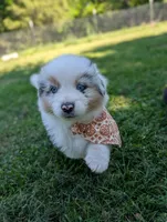 Comet Purple, a male Australian Shepherd for sale in Sedalia, MO – 3 of 7