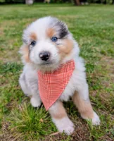 Prince Black with tail, a male Australian Shepherd for sale in Sedalia, MO – 2 of 7