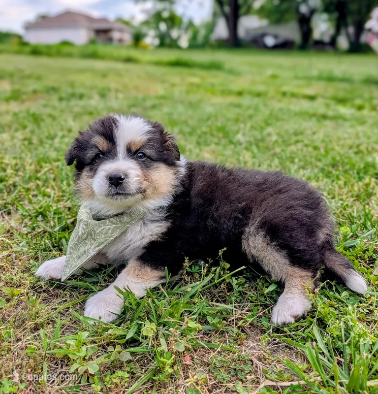 Dash Lime Green – Australian Shepherd puppy for sale in Sedalia, MO