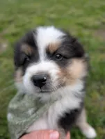 Dash Lime Green, a male Australian Shepherd for sale in Sedalia, MO – 6 of 6