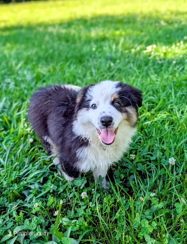 Maya Light Pink With Tail – Australian Shepherd puppy for sale in Sedalia, MO