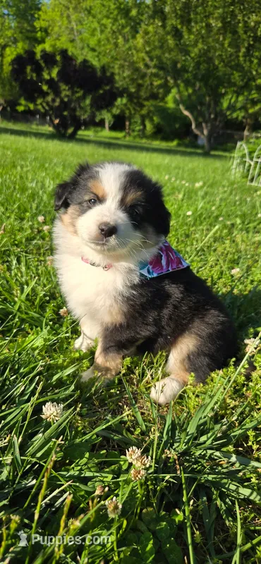 Lori Hot Pink – Australian Shepherd puppy for sale in Sedalia, MO