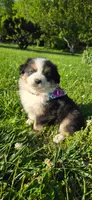 Lori Hot Pink, a female Australian Shepherd for sale in Sedalia, MO – 1 of 9