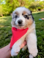 Ollie Light Blue, a male Australian Shepherd for sale in Sedalia, MO – 2 of 10