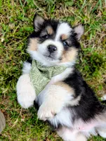 Dash Lime Green, a male Australian Shepherd for sale in Sedalia, MO – 3 of 6
