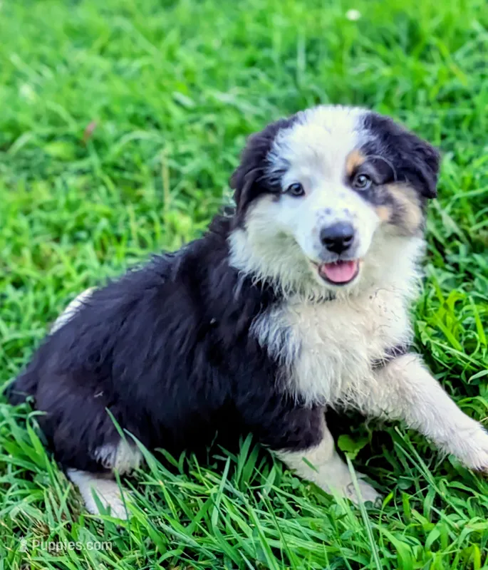 Maya Light Pink With Tail – Australian Shepherd puppy for sale in Sedalia, MO
