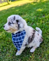 Beau Blue with tail, a male Australian Shepherd for sale in Sedalia, MO – 6 of 8