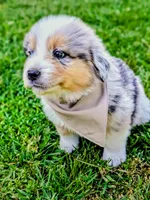 Bailey Green with tail, a male Australian Shepherd for sale in Sedalia, MO – 3 of 6
