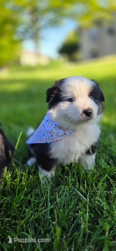 Maya Light Pink – Australian Shepherd puppy for sale in Sedalia, MO