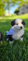 Maya Light Pink, a female Australian Shepherd for sale in Sedalia, MO – 1 of 5