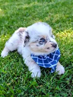 Beau Blue with tail, a male Australian Shepherd for sale in Sedalia, MO – 5 of 8