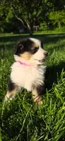 Lori Hot Pink, a female Australian Shepherd for sale in Sedalia, MO – 2 of 9