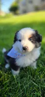 Maya Light Pink, a female Australian Shepherd for sale in Sedalia, MO – 2 of 5