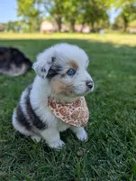 Comet Purple, a male Australian Shepherd for sale in Sedalia, MO – 5 of 7