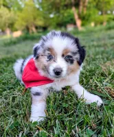 Ollie Light Blue, a male Australian Shepherd for sale in Sedalia, MO – 5 of 10