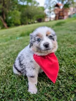 Ollie Light Blue, a male Australian Shepherd for sale in Sedalia, MO – 7 of 10