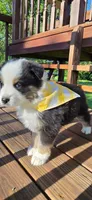 Kiki Yellow with tail, a female Australian Shepherd for sale in Sedalia, MO – 2 of 5