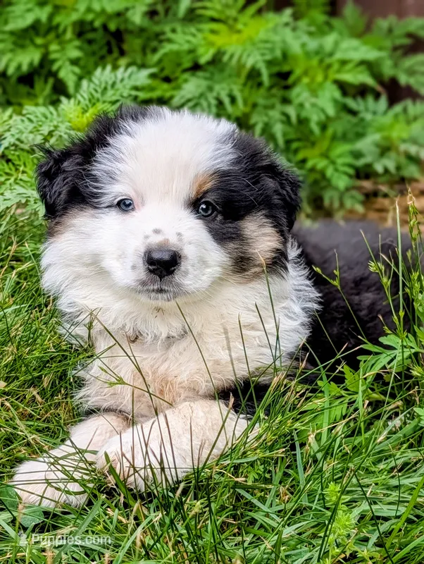 Maya Light Pink with tail – Australian Shepherd puppy for sale in Sedalia, MO