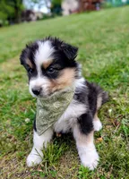 Dash Lime Green, a male Australian Shepherd for sale in Sedalia, MO – 2 of 6
