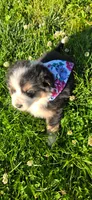 Lori Hot Pink, a female Australian Shepherd for sale in Sedalia, MO – 9 of 9