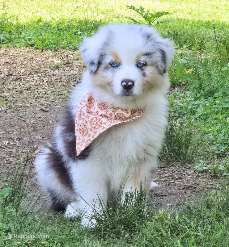 Comet Purple with tail – Australian Shepherd puppy for sale in Sedalia, MO