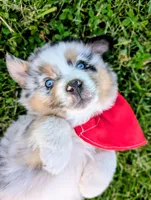 Ollie Light Blue, a male Australian Shepherd for sale in Sedalia, MO – 4 of 10