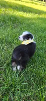 Kiki Yellow with tail, a female Australian Shepherd for sale in Sedalia, MO – 5 of 5
