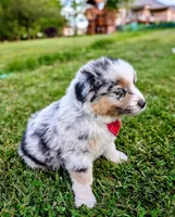 Ollie Light Blue, a male Australian Shepherd for sale in Sedalia, MO – 6 of 10
