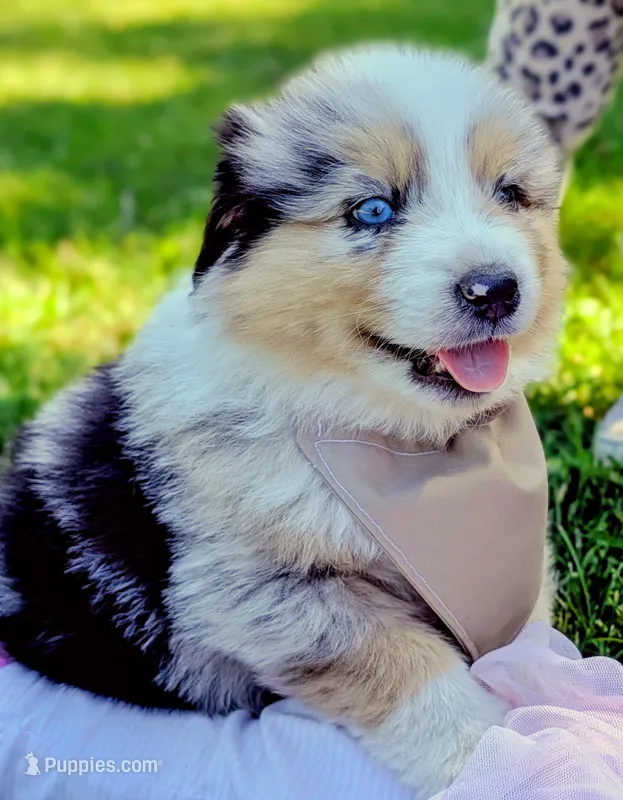 Bailey Green with tail – Australian Shepherd puppy for sale in Sedalia, MO