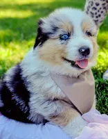Bailey Green with tail, a male Australian Shepherd for sale in Sedalia, MO – 1 of 6