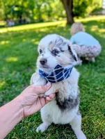 Beau Blue with tail, a male Australian Shepherd for sale in Sedalia, MO – 4 of 8
