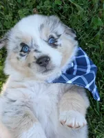 Beau Blue with tail, a male Australian Shepherd for sale in Sedalia, MO – 8 of 8