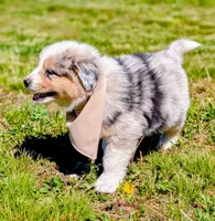 Bailey Green with tail, a male Australian Shepherd for sale in Sedalia, MO – 2 of 6
