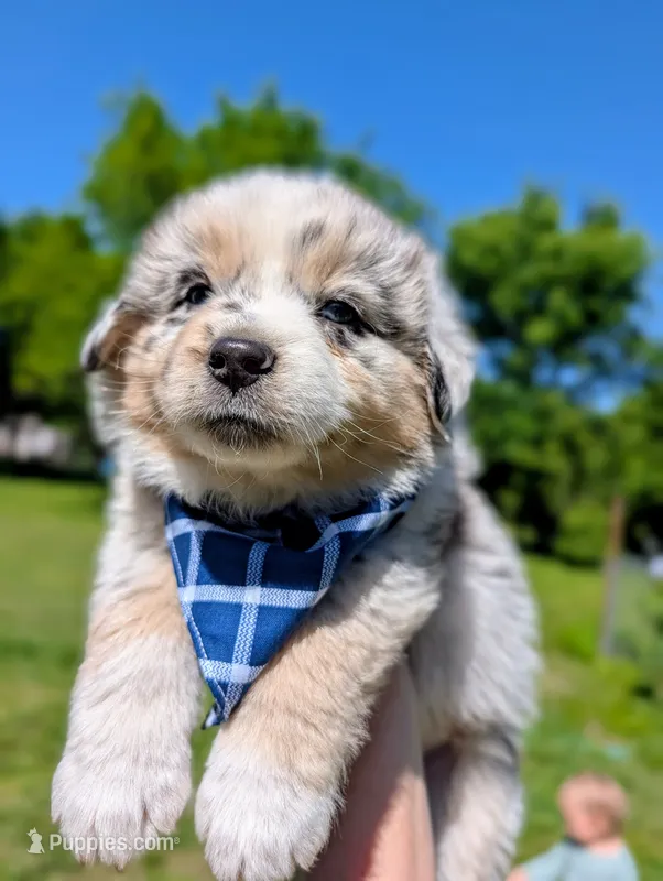 Beau Blue with tail – Australian Shepherd puppy for sale in Sedalia, MO
