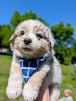 Beau Blue with tail, a male Australian Shepherd for sale in Sedalia, MO – 1 of 8