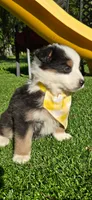 Kiki Yellow with tail, a female Australian Shepherd for sale in Sedalia, MO – 3 of 5