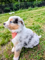 Prince Black with tail, a male Australian Shepherd for sale in Sedalia, MO – 6 of 7
