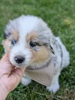 Bailey Green with tail, a male Australian Shepherd for sale in Sedalia, MO – 6 of 6