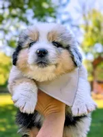 Bailey Green with tail, a male Australian Shepherd for sale in Sedalia, MO – 4 of 6