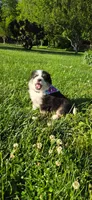 Lori Hot Pink, a female Australian Shepherd for sale in Sedalia, MO – 6 of 9
