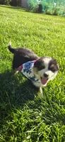 Lori Hot Pink, a female Australian Shepherd for sale in Sedalia, MO – 5 of 9