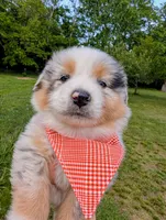 Prince Black with tail, a male Australian Shepherd for sale in Sedalia, MO – 4 of 7