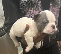 Bruno, a male American Bully for sale in Detroit, MI – Photo 1 of 2