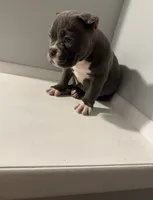 Kano, a male American Bully for sale in Detroit, MI – Photo 2 of 2