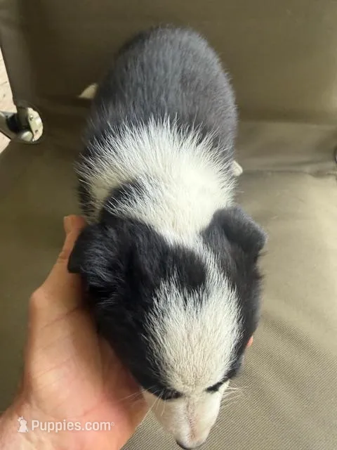 Girl 3 – Border Collie puppy for sale in Manor, TX