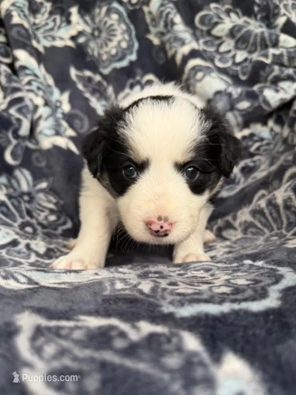 Girl 3 – Border Collie puppy for sale in Manor, TX