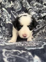 Girl 3, a female Border Collie for sale in Manor, TX – Photo 1 of 2