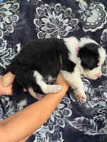 Girl 3, a female Border Collie for sale in Manor, TX – Photo 2 of 2